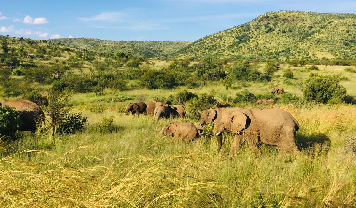 How to start a career in wildlife conservation