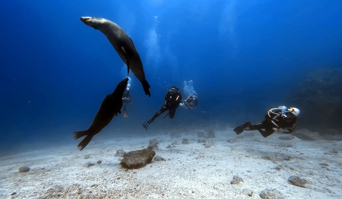 Dealing with invasive species in local wetlands